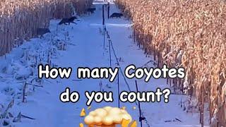 Coyote Insanity