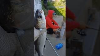 Strike ikan babon #shortvideo #fishing #fish