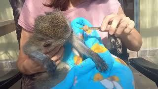 "Urgent Rescue Mission: Saving a Juvenile Monkey from Cruelty and Tragedy"