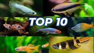 Top 10 Schooling Fish For Freshwater Aquarium