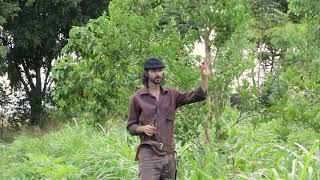 AGROFORESTRY COURSE | Lesson 17 Pt. 3, Module 4 - Pruning | Food Forest COURSE |