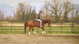 FOR SALE: Shot of Baja (7yo Half-Arabian mare)