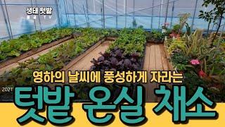 영하의 날씨에 잘 자라는 텃밭 온실 채소 #greenhouse #생태텃밭 #온실 #농막 #온실정원  #농막하우스 #귀농 #귀촌 #텃밭온실 #작은하우스 #비닐하우스 #텃밭정원