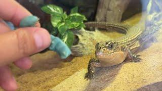  Feeding Hornworm TREATS to the Animals!