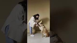 woman traning a dog #Short