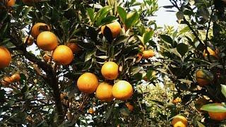 Picking oranges after a snowy day. #farmtime