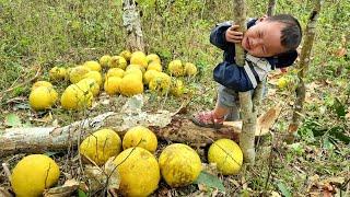 Harvesting grapefruit for sale - growing vegetables - cooking | Daily life of a single mother