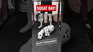 Squat day, if I can get him to scoot over!  #squats #dalmatians #liftthroughit