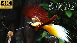 25 Flamboyant Birds & Their Scientific names  | Bird Sounds