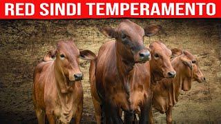  RED SINDHI Temperamento  Vacas Lecheras