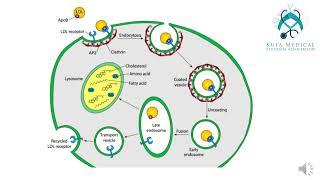 Membrane and Receptors Session 6 -Lecture 2\By KMSA