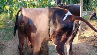 Buffalo Dung Video | Buffalo Pooping Video | Safar Gav Ka