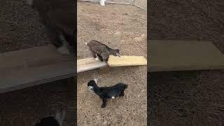 BJean and Mandy Sliding & Having Fun on My Nifty Cottage Homestead #babygoats  #cute  #homestead