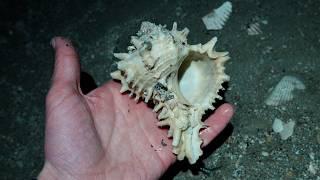 Spectacular Low Tide Beachcombing at Holden Beach!