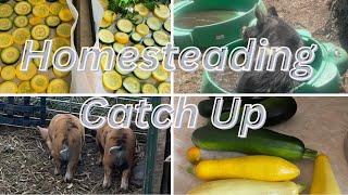 Homesteading Catch Up!