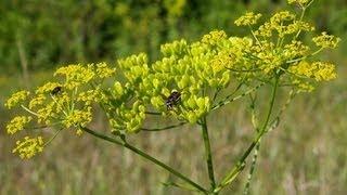 Wild Parsnip and Wild Carrot VS Poison Hemlock