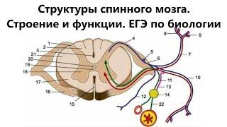 Структуры спинного мозга. Строение и функции. ЕГЭ по биологии