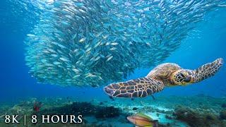 8K UNDERWATER FILM: "Secrets of the Ocean" 8HR Nature Relaxation Ambient Film + Calming Music