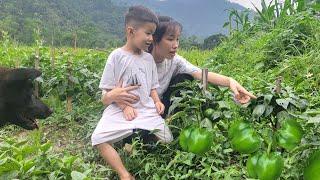 Gardening - Harvesting Bo Khai Vegetables to sell - attacked by bad guys | Quan Kim Lien