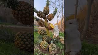 Make a pineapple tree for the little rabbit, may your life be sweet and sour