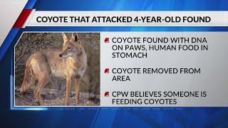 Coyote caught with human DNA linked to Thanksgiving attack