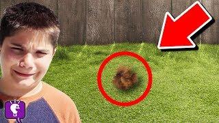 We Find Mystery Animal in Our Backyard (HobbyPig is missing!)