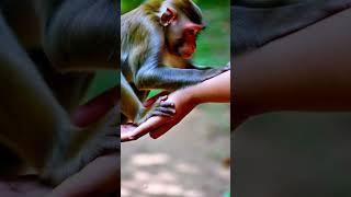 Bermain hewan #hewan #animals #bermainkucing #viralvideo