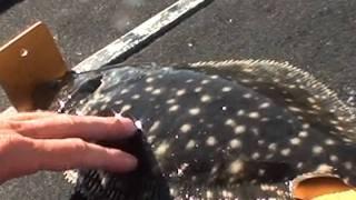 HOW TO CATCH FLOUNDER EAZY WITH GULP