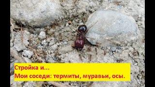 Обзор участка вокруг дома. Стройка и природа Филиппин.
