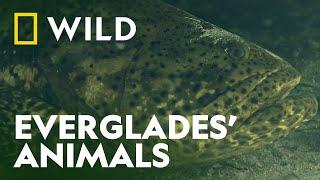 Meet the Animals of the Everglades | Unexplored Americas | National Geographic WILD UK