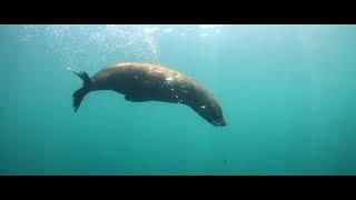 Divers Documenting Underwater free stock video