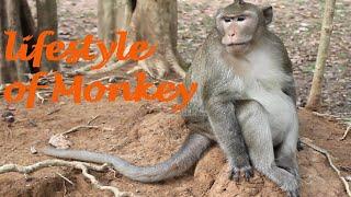 The lifestyle of monkey 2020 | Monkey lives in forest