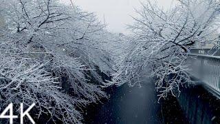 【4K】First Snow in Tokyo, January 2022 - Kanda River, Japan