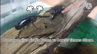 Stag beetle fight : Prosopocoilus giraffa vs Dorcus titanus