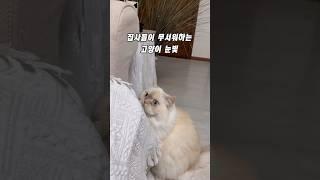 집사들이 무서워하는 고양이눈빛
