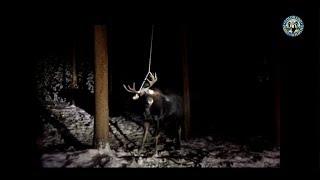 Bull moose tangled shows consequences of attracting wildlife