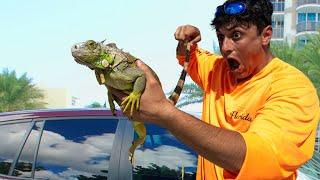 Catching Invasive Iguanas