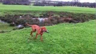 Gundog training with Angus the Hungarian Vizsla teaching him the back command on retrieves.