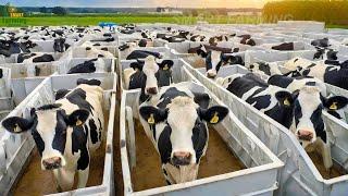 Cómo los agricultores crían millones de vacas en cajas  La granja de carne más grande de Rusia