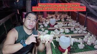 Magkano ang Broiler Chicken at bakit mahal na ngaun ang Broiler.? 