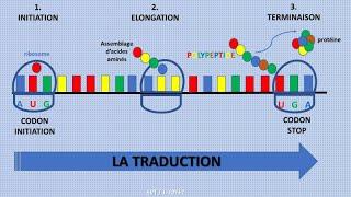 La traduction de l'ARNm en protéines