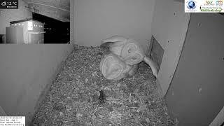 Dating is so much fun and exciting: Barn owl pair is most likely just before laying in Barn Owl