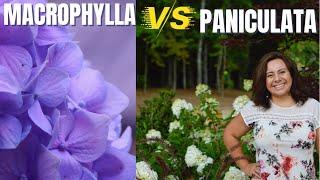 Hydrangea varieties: Macrophylla (mophead) vs Paniculata (panicle)