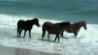 Assateague Ponies in Surf