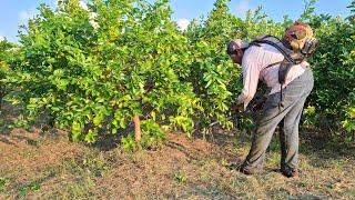 Manten así de limpia tu huerta de limon de alta densidad con esta herramienta.