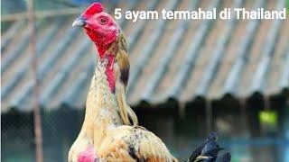 5 ayam termahal di Thailand