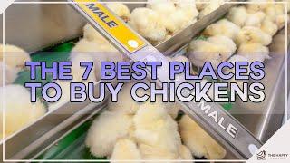 The 7 Best Places To Buy Chickens