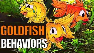 Goldfish Behavior | What Do These Goldfish Behaviors Mean?