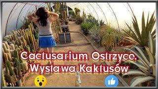  Pan Mieczysław uprawia sukulenty od około 50 lat. Cactusarium Ostrzyce, wystawa kaktusów. 