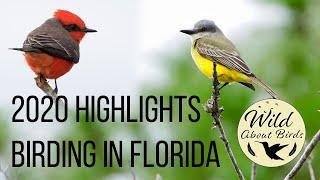 Birding in Florida: 2020 Highlights!